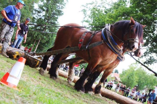 furmanske_preteky2019_16